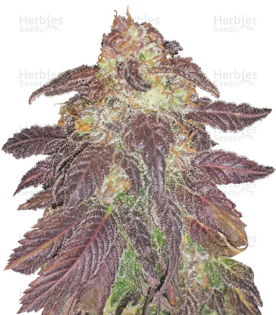 Spicy White Devil — Samsara Seeds