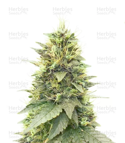 Cherry Poppers — Barney's Farm