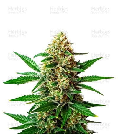 Extraction Original Z 2.0 — World Wide Cultivars