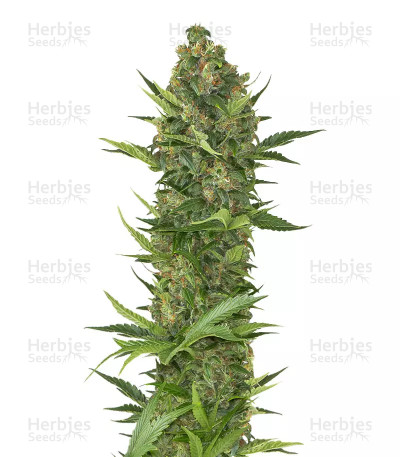 Guys Girl Scout Cookie Glue Auto