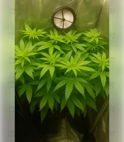 Northern Light Automatic — Royal Queen Seeds