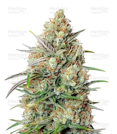 Northern Lights Auto