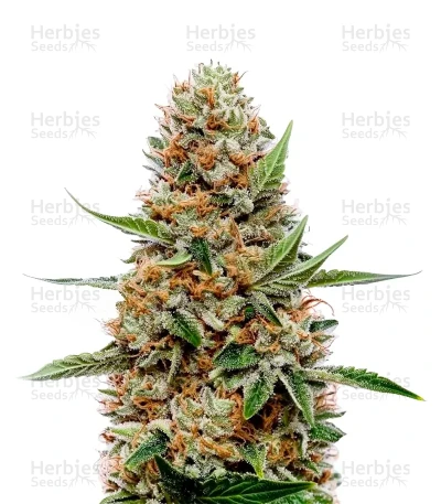 Pineapple Poison — Super Sativa Seed Club