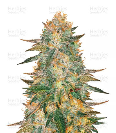 Smurfberry Auto