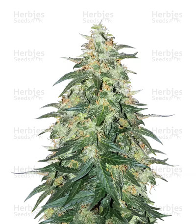 Sweet CBD