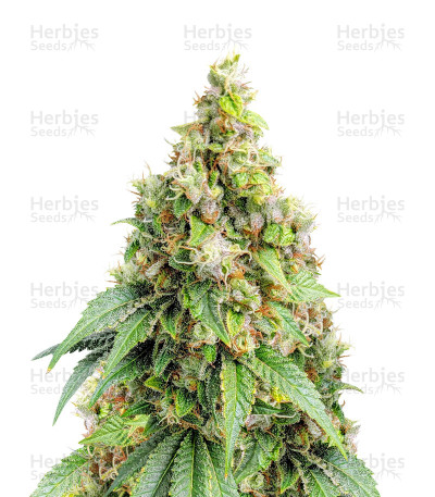 Sweet Zombie — Expert Seeds