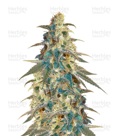 Black Destroyer — Original Sensible Seeds
