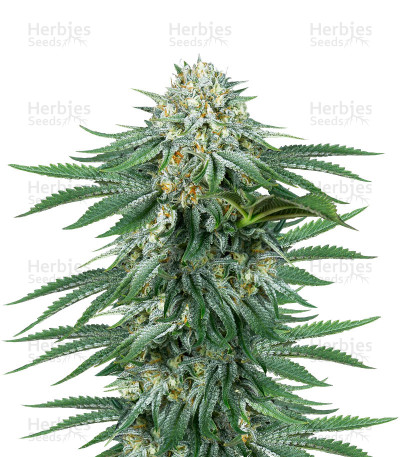 Bubba Kush CBD — Dinafem Seeds