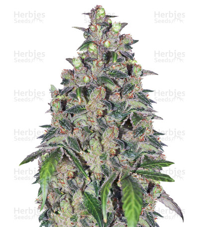 OX Piss — Rare Dankness Seeds