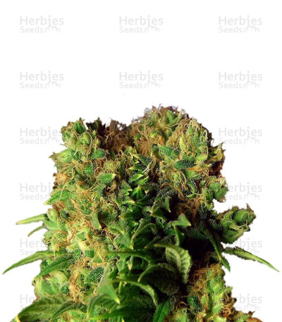Dutch Dragon — Paradise Seeds