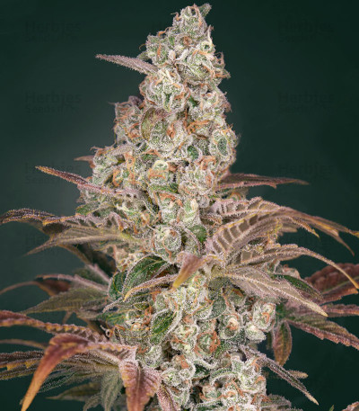 Jack’s Dream — Green House Seeds