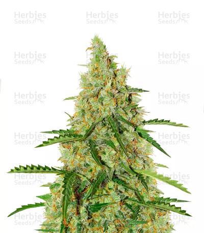 Auto Glueberry O.G. — Dutch Passion
