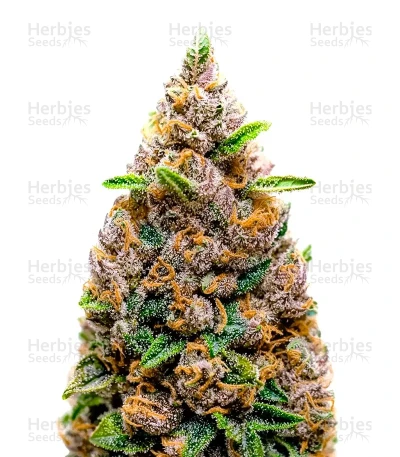 Big Bomb Auto
