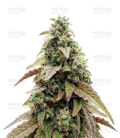 Hammer Shark CBD