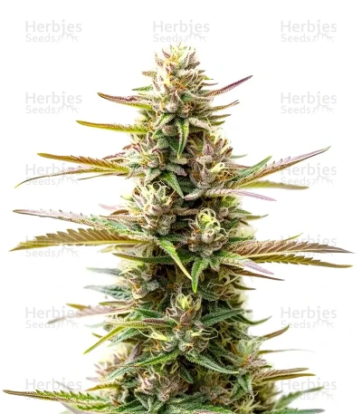 Extraction Jealousy — World Wide Cultivars
