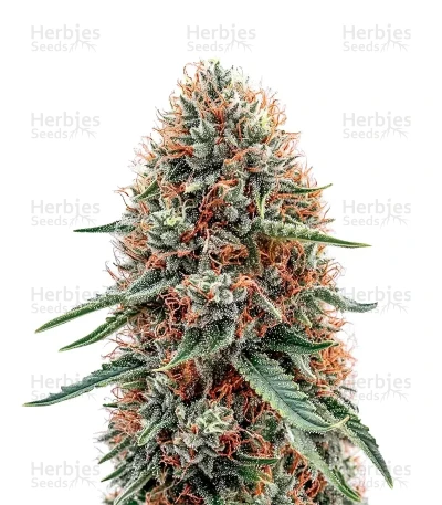 Northern Lights XL