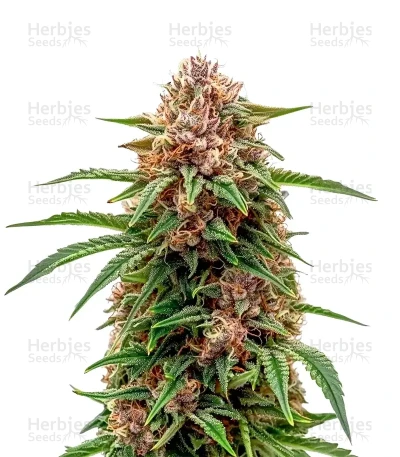 Papi Chulo OG Fem — Sensi Seeds