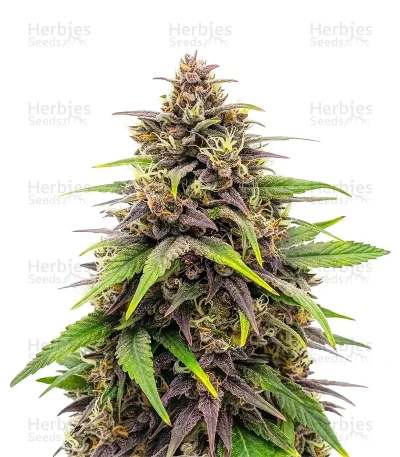 Purple Haze Auto