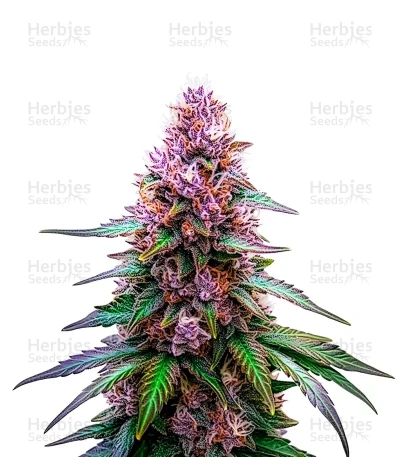 Purple Lemonade — World Wide Cultivars