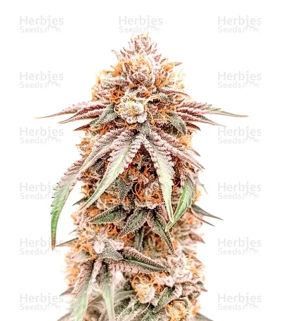 Silver Surfer Haze