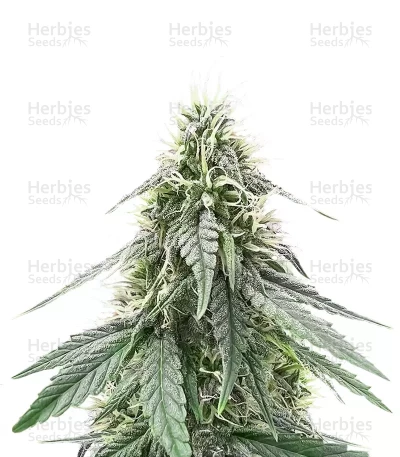 Sour Apple Auto