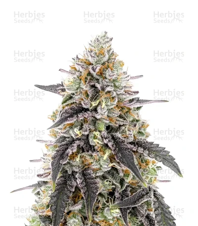 Trainwreck — Barney's Farm