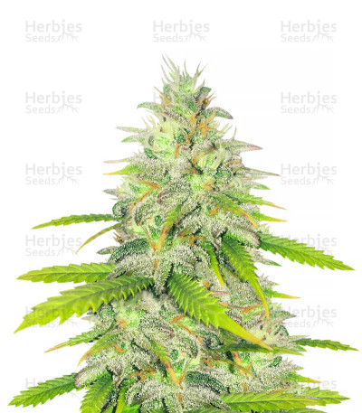 Unknown Kush Early Version — Delicious Seeds