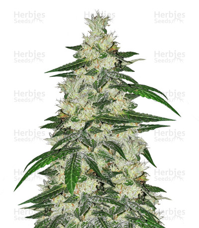 Bangi Congo x Panama — Ace Seeds