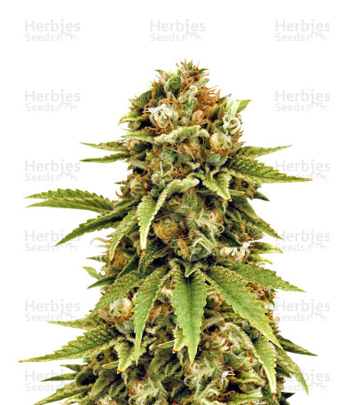 Cluster Bomb — Bomb Seeds