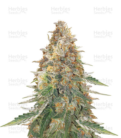 Green Gelato Automatic — Royal Queen Seeds