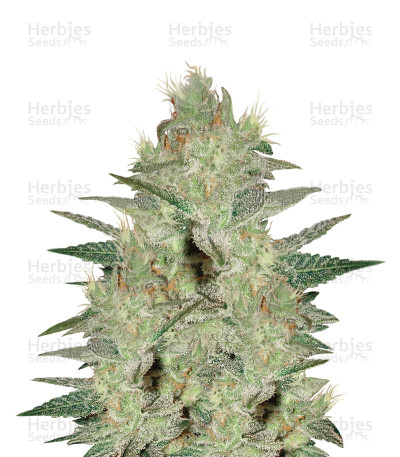 Northern Light x Big Bud Early Harvest — World of Seeds