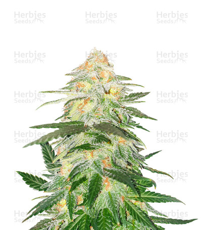Blue Dream Haze — Cali Connection Seeds