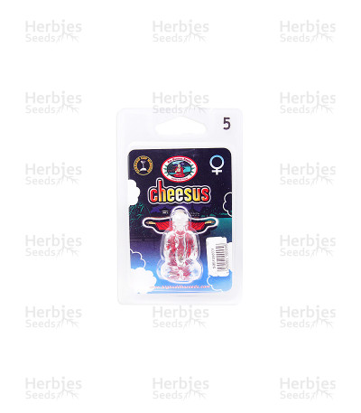 Buy Cheesus feminized seeds by Big Buddha Seeds - Herbies Seeds