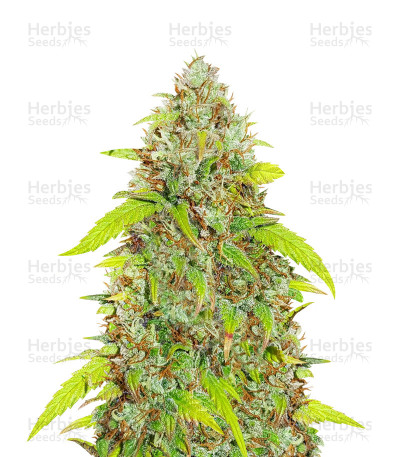 Skywalker Haze — Dutch Passion