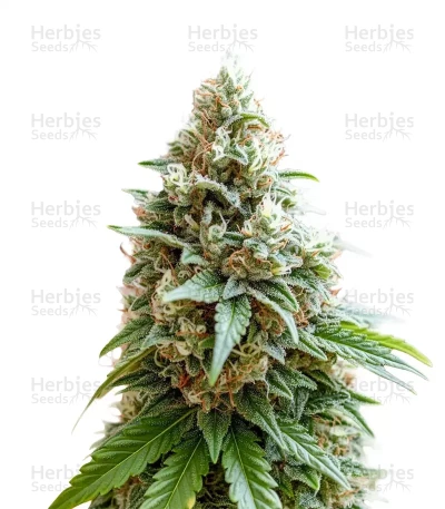 Cheese — Barney's Farm