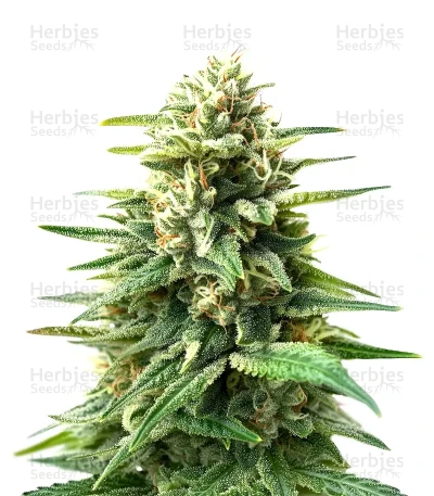 Edam Bomb — Bomb Seeds