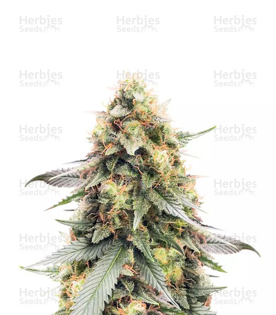 Northern Lights #10 — Herbies Seeds