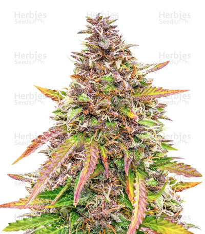 Bubble Kush Automatic — Royal Queen Seeds