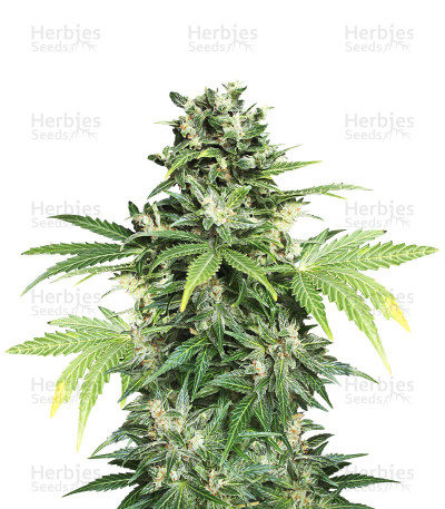 Kaya 47 Auto