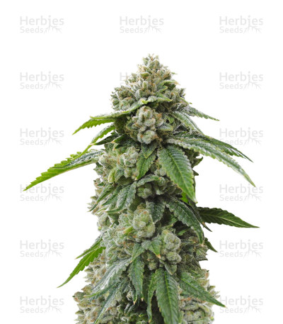 Biker Kush