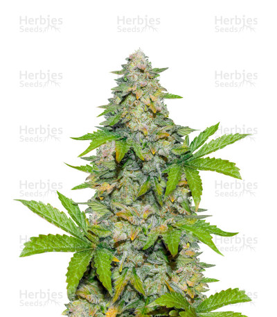 Durban Poison Autoflower — Herbies Seeds