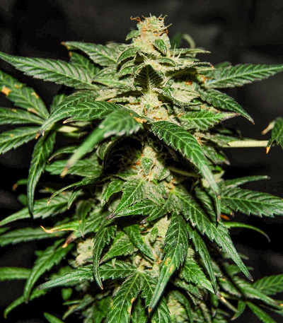 Original Auto Jack Herer feminized seeds for sale: information and reviews  - Herbies Seeds
