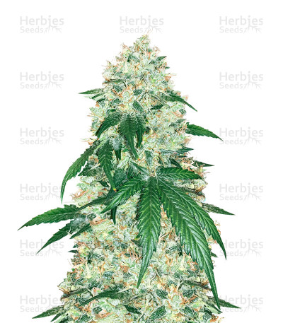 Stardawg — Herbies Seeds