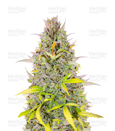 Crystal WW Autoflower — EGS