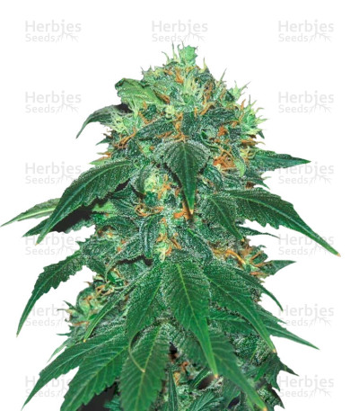 Punky Lion — Samsara Seeds