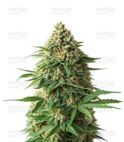 9 Pound Hammer — World Wide Cultivars