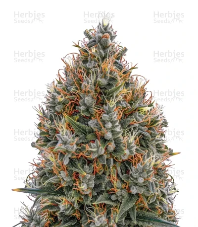 Big Bang Auto — Green House Seeds