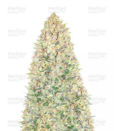 Black Russian — Delicious Seeds