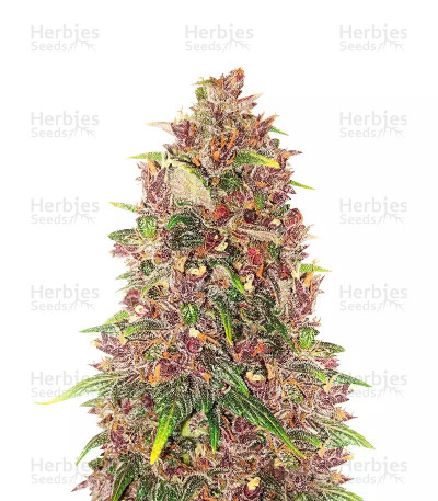C4 Auto — Fast Buds