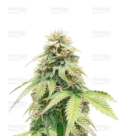Crème De la Chem Auto — Mephisto Genetics